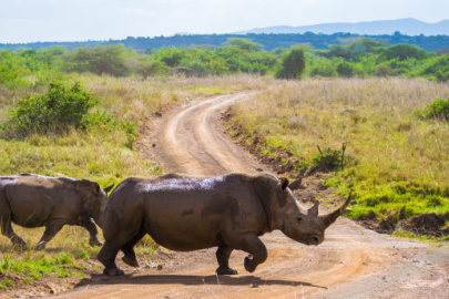 15 Best Things to Do in Nairobi in 2026 - TravelUp